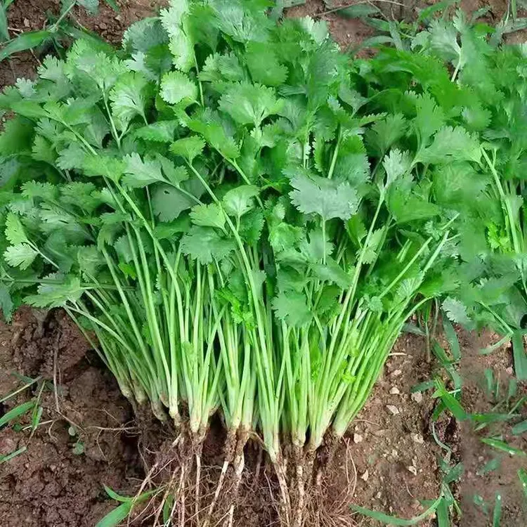 大叶香菜种子种植耐抽薹芫荽种籽春秋四季农家家庭种籽盆栽学精选