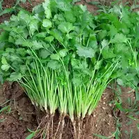 大叶香菜种子种植耐抽薹芫荽种籽春秋四季农家家庭种籽盆栽学精选