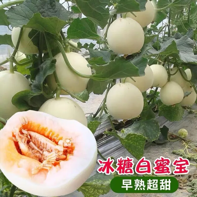 早熟白沙蜜甜瓜种籽香瓜种子春夏秋冬四季阳台盆栽蔬菜孑