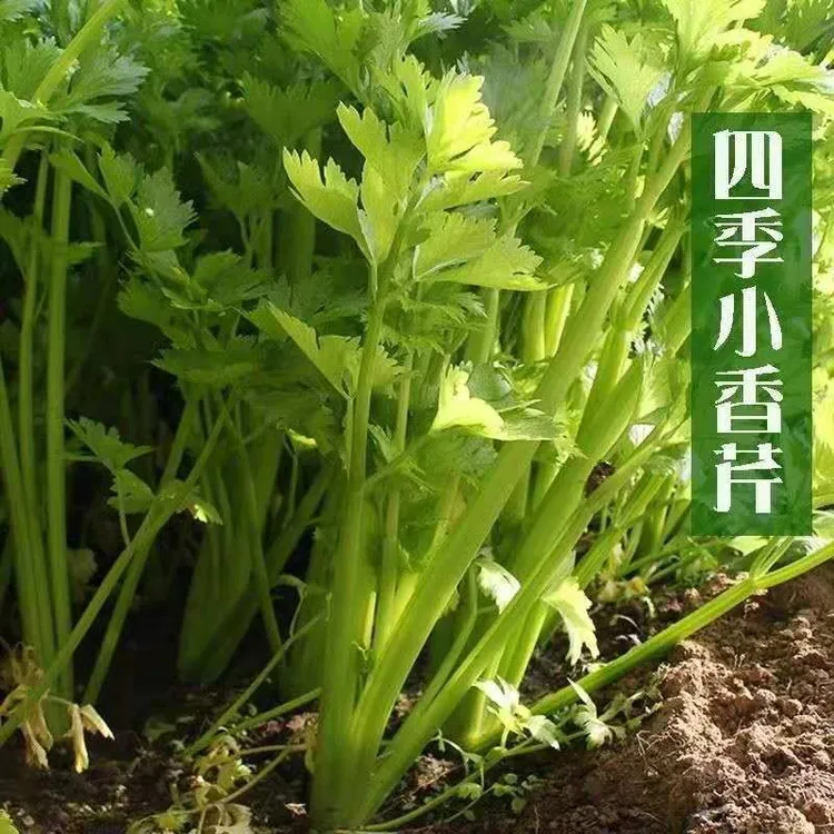 四季小香芹种子小芹菜籽农家菜园春季四季播盆栽阳台庭院蔬菜种孑