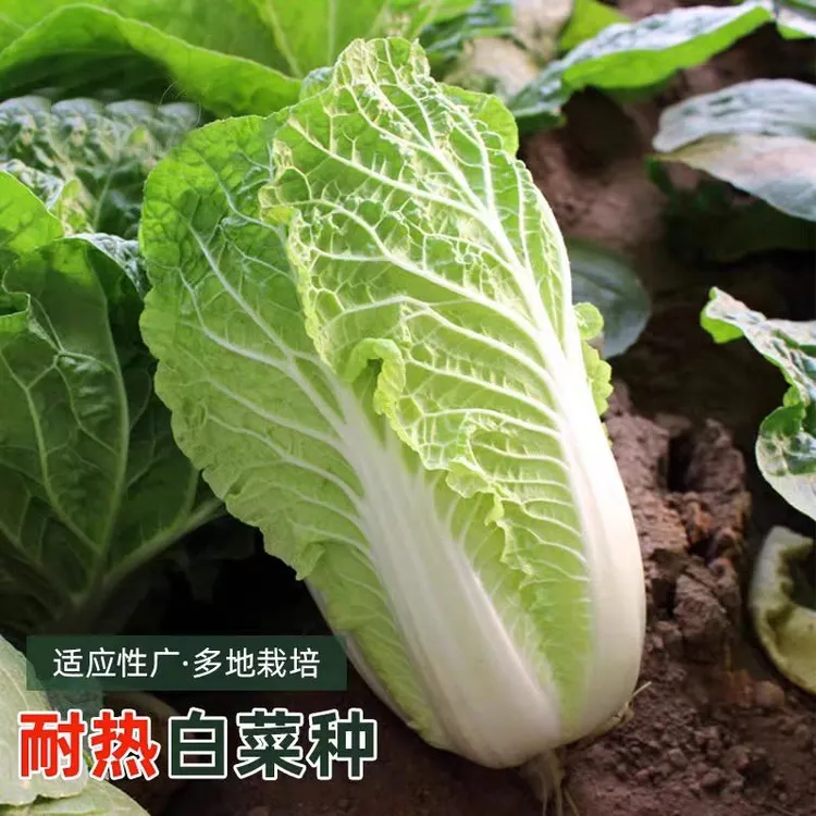 白菜耐热夏季大白菜种子蔬菜大白菜种籽四季种孑菜籽秋季冬季