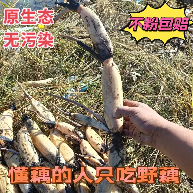 正宗陕西野藕粉藕莲菜非洪湖粉藕应季火锅配菜凉调凉拌炖汤粉糯