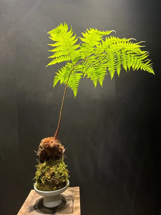 蕨类苔藓球水培红磷蕨一物一拍室内软装喜阴好养易活绿植盆景盆栽