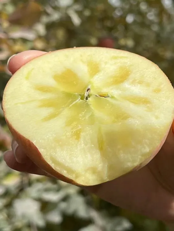 阿克苏冰糖心苹果 带箱10斤（净果8.5斤）