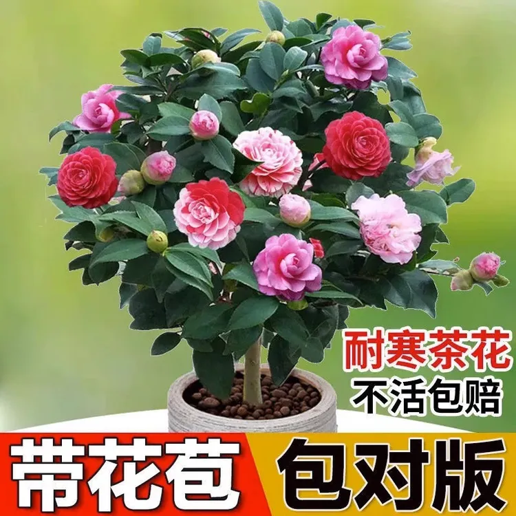 香妃山茶花洋桔梗月季花树苗庭院绿植盆栽室内客厅植物四季室内