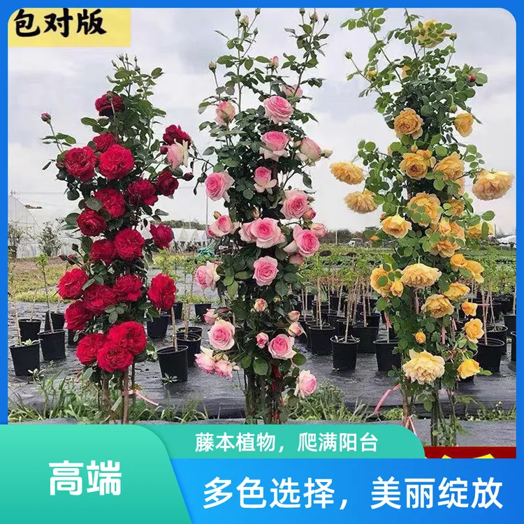 蔷薇花苗藤本月季月季花爬藤植物四季开花卉盆栽玫瑰庭院浓香大花