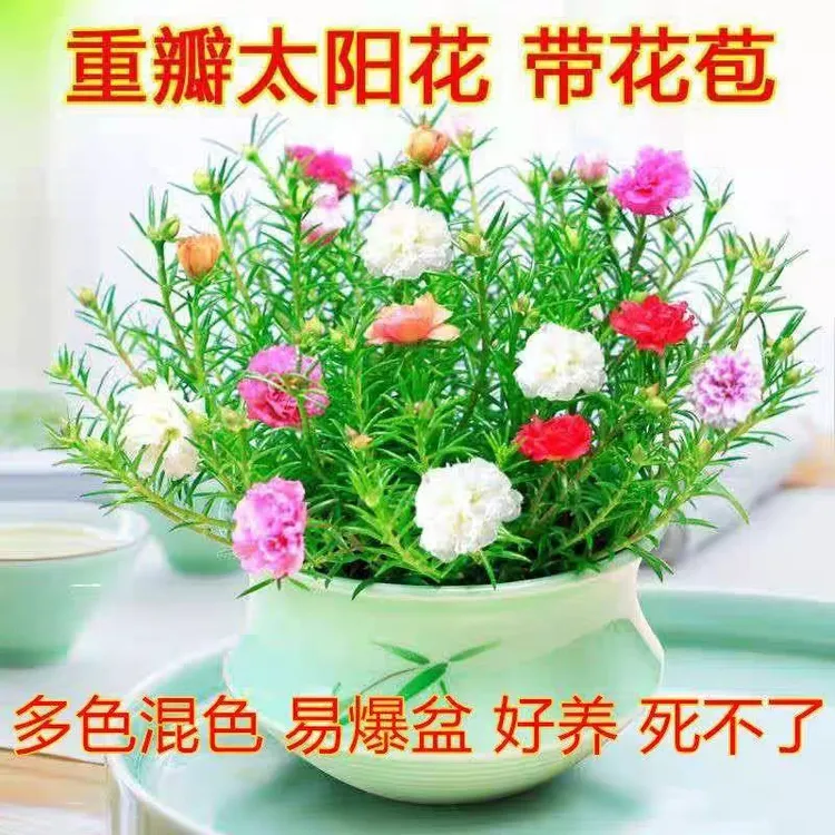 进口重瓣太阳花苗混色四季开花植物阳台外院好养花卉鲜花带花苞