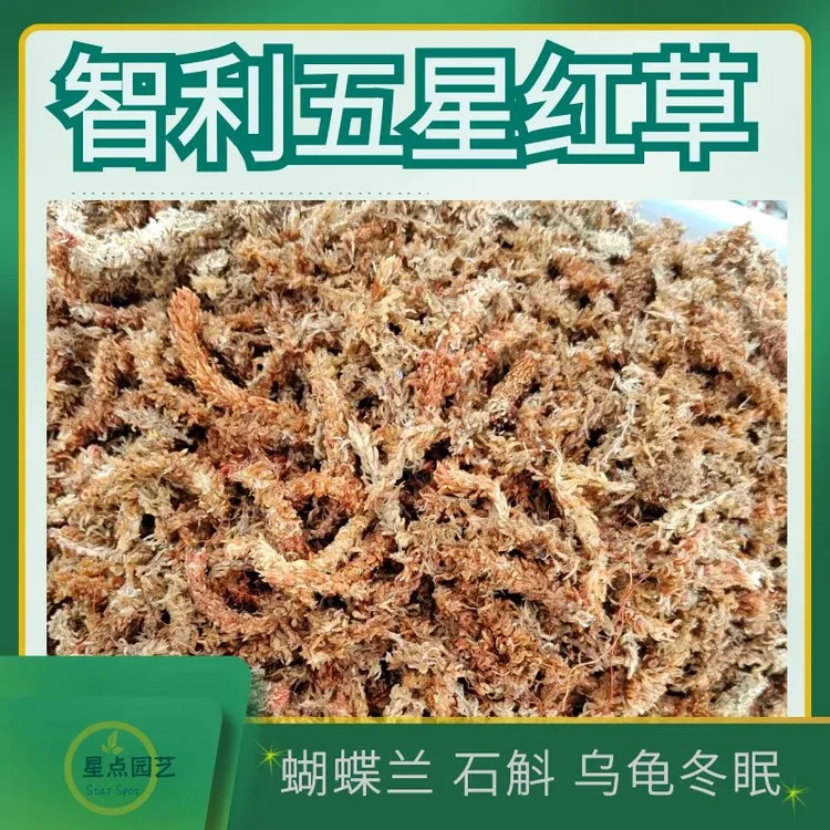 智利五星水苔藓毛毛虫蝴蝶兰热植兰花石斛食虫植物专用土无菌保湿