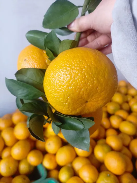 湖南永州特产江永黄金柑原产地果园直发