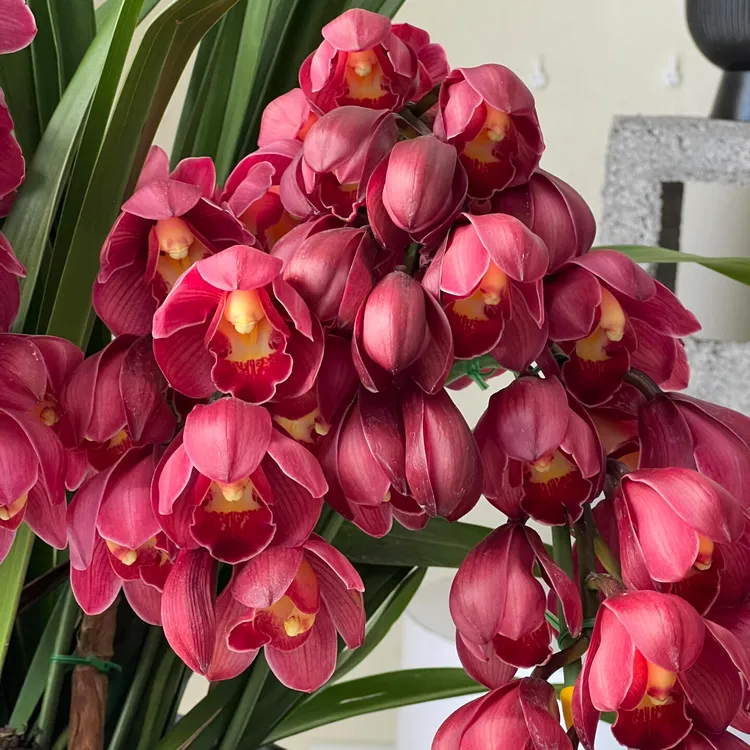 大花蕙兰【红宝石】5花剑起发货年宵花室内绿植盆栽花苞好养喜庆花