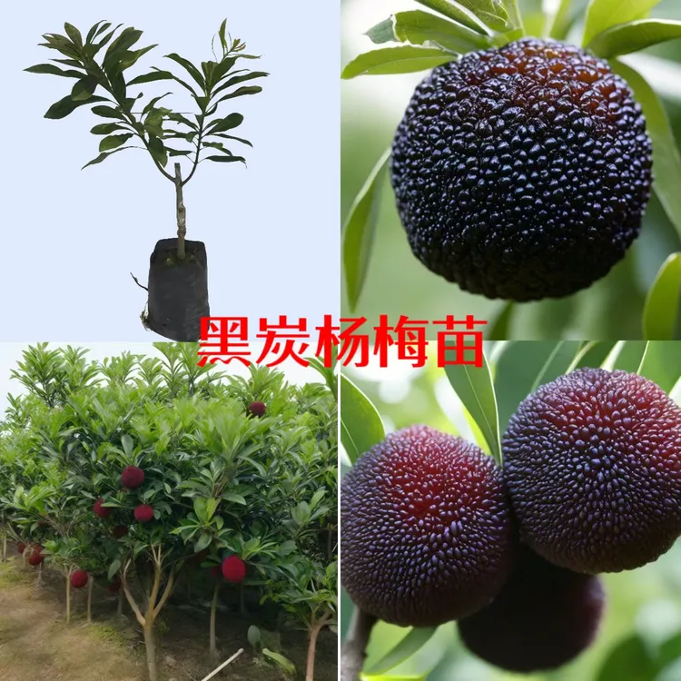 正宗大果黑炭杨梅树嫁接苗营养杯苗易挂果纯甜无酸适合南北方种植