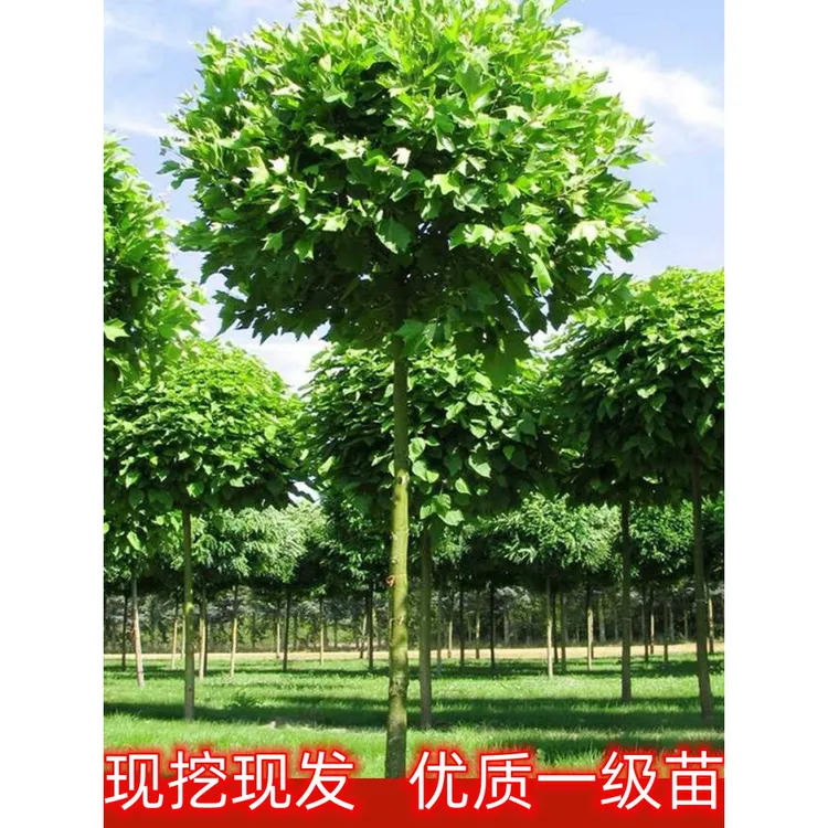 法国梧桐树树苗大树庭院风景树行道园林绿化苗木南方种植青桐法桐