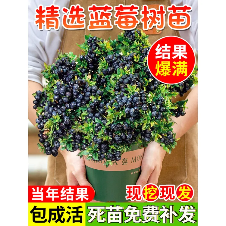 蓝莓树果苗蓝莓树苗盆栽地栽蓝莓苗南方北方种植苗奥尼尔兔眼果树