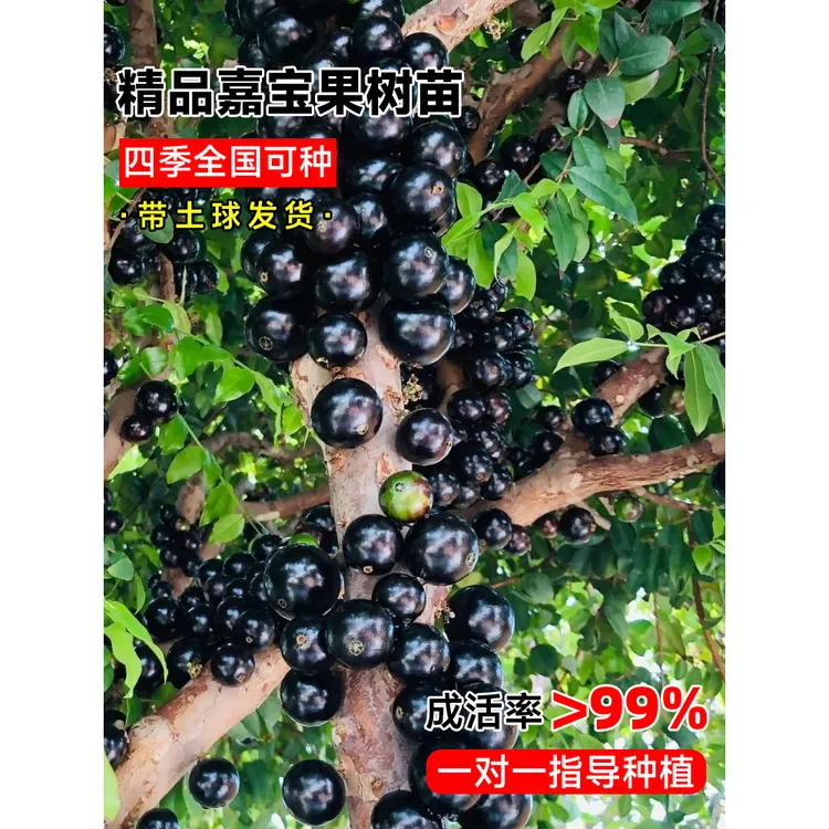 四季嘉宝果树果苗沙巴艾斯卡树葡萄苗果树庭院耐寒南北方种植盆栽