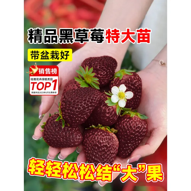 冬季黑珍珠草莓苗秧盆栽四季结果食用奶油草梅苗室内阳台植物绿植