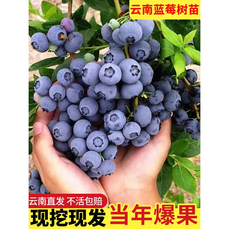 云南发蓝莓树果苗盆栽北南方种植树苗蓝莓苗带大果树苗果树苗耐寒