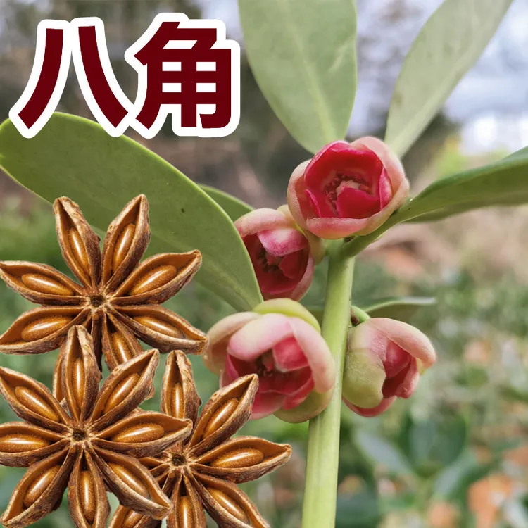 广西正宗大红袍罗马嫁接八角苗当年结果双季开花挂果树大香料茴香