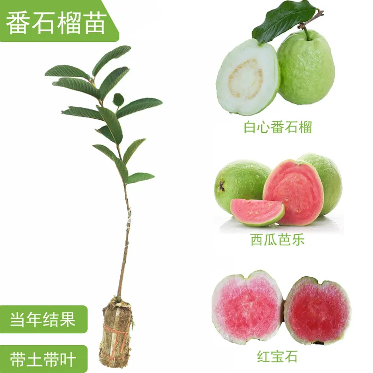 番石榴苗红宝石苗少籽帝王芭乐红心芭乐带土果树嫁接苗当年结果