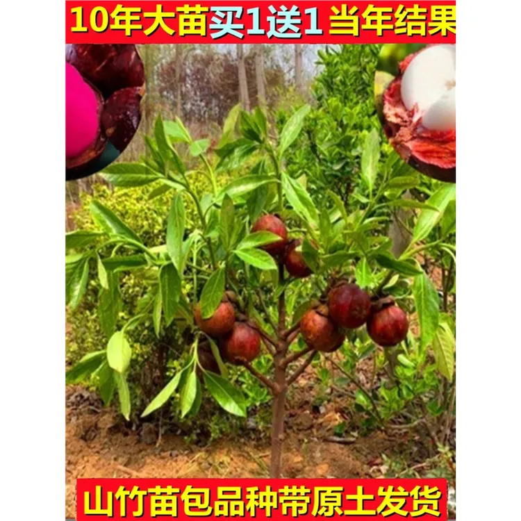 进口泰国无籽山竹苗山竹树苗果树苗盆栽地栽当年结果南北方种植