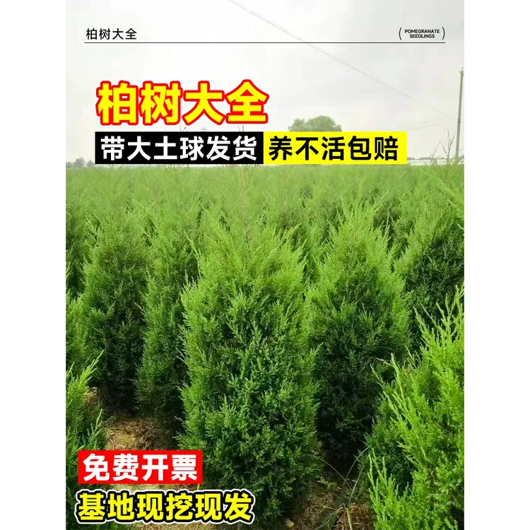 柏树树苗松柏塔柏侧柏龙柏扁柏坟地陵园风水熏肉庭院园林绿化工程