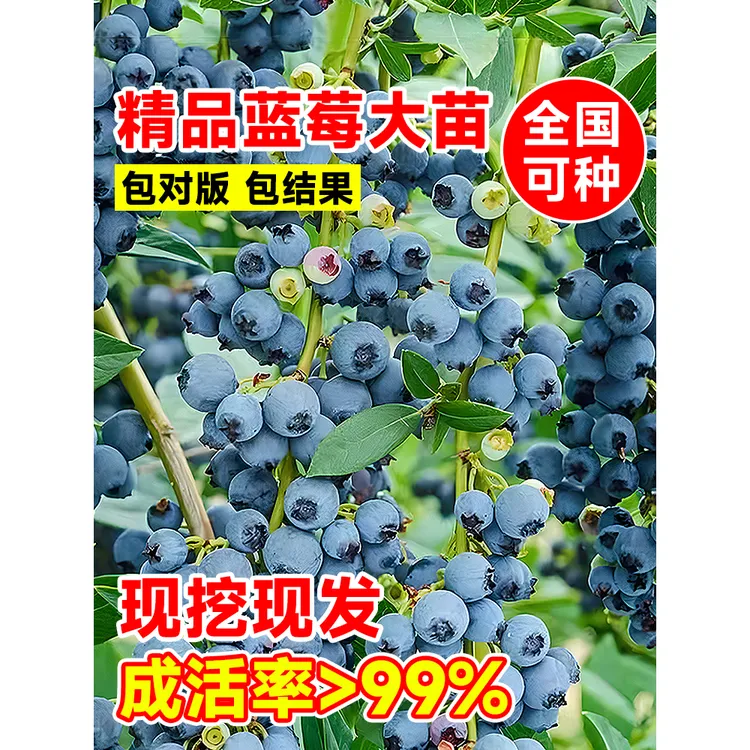 蓝莓树果苗盆栽南北方种植车厘子草莓特大果庭院阳台四季水果树苗