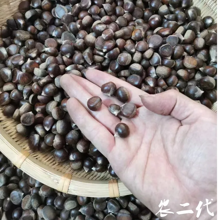 江西农家深高山纯野生新鲜皮薄迁西土板栗超小个毛栗子饱满粉甜