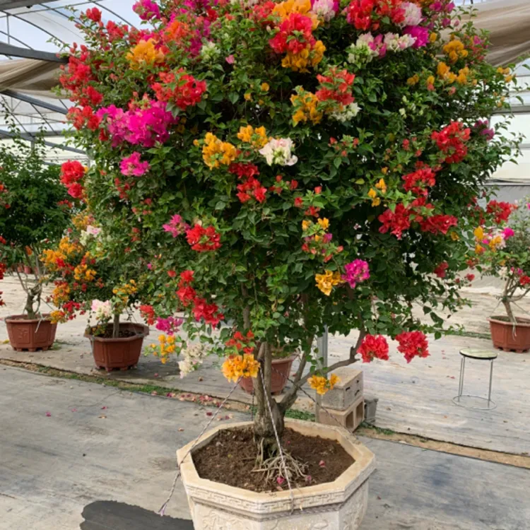 泰国五雀三角梅别墅庭院花卉四季开花耐高温喜阳光 盆栽地栽都可