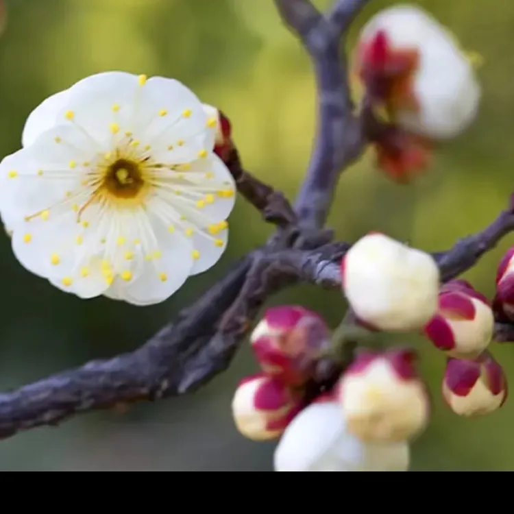 满鳞龙游梅枝条弯曲 耐寒梅花别墅盆景老桩