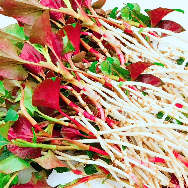 鱼腥草食用折耳根带叶子嫩根野生凉拌菜扎儿根四川种植新鲜当季