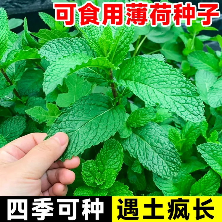 可食用薄荷种籽子留兰香柠檬盆栽驱蚊四季播种室内阳台猫薄荷种子