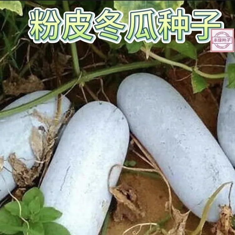 【粉皮大冬瓜种子】满地爬不搭架早熟四季冬瓜籽高产蔬菜种孖瓜