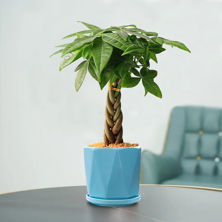 五福发财树盆栽室内桌面造型盆景招财植物办公室茶几耐阴好养绿植