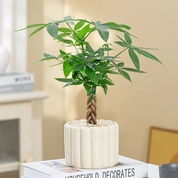 五福发财树盆栽绿植物创意办公室内桌面北欧风好养四季常青招财树