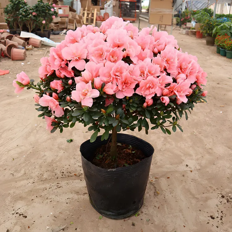 杜鹃花盆栽花卉植物室内带花苞大颗老桩四季开花植物好养易活精选