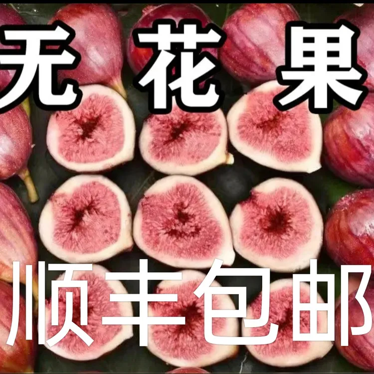 成都无花果鲜果顺丰包邮红皮当季自家种植现摘现发