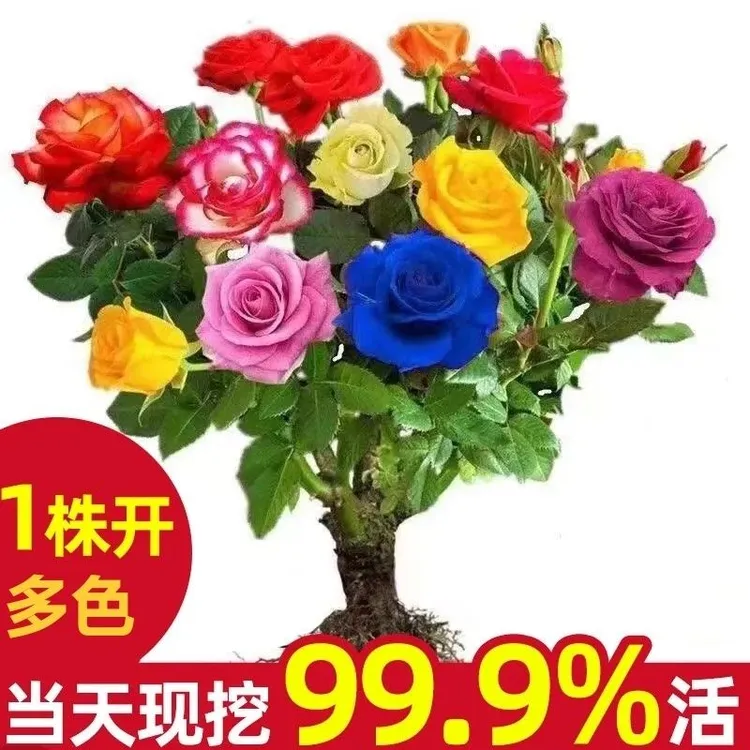 耐寒浓香型玫瑰花盆栽室内花卉植物阳台绿植四季开花庭院好养月季