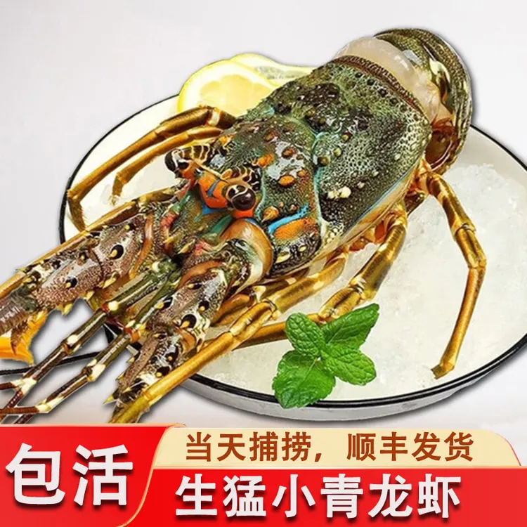 生猛小青龙龙虾青虾鲜活青龙虾大龙虾小青龙虾鲜活奥龙澳洲大龙虾