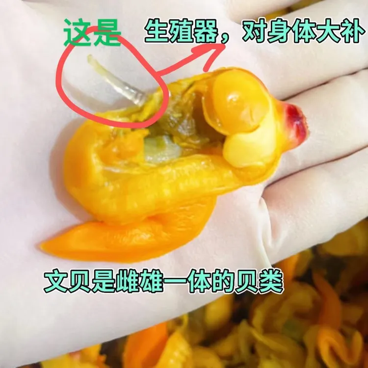 罕林大文贝干250克/包*1*2*3*4冷冻鲜甜干净非真空包装贝类即食