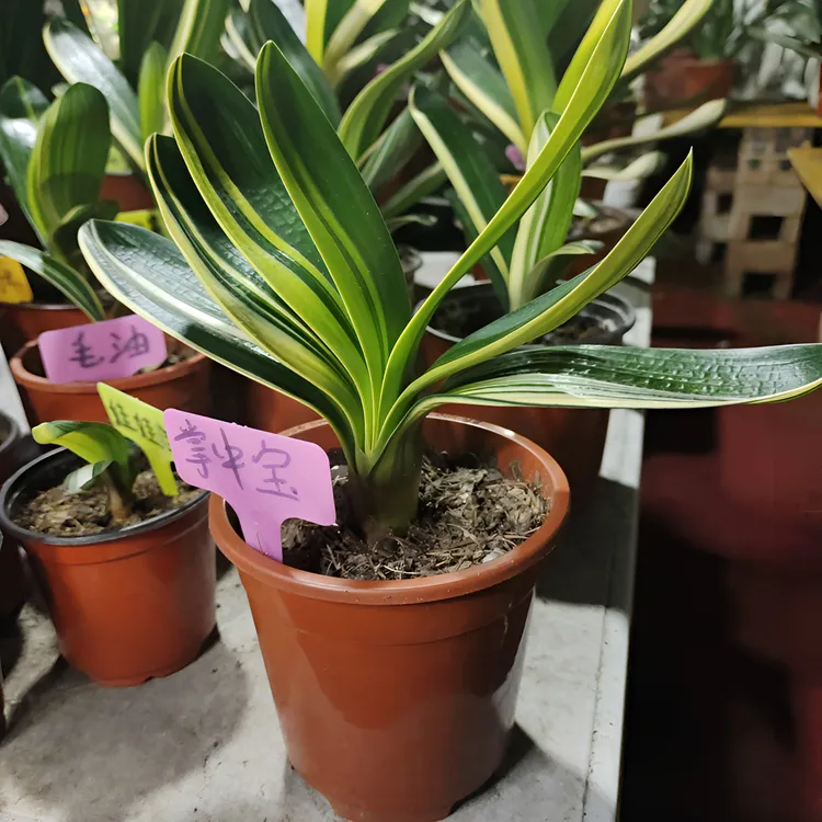 精品君子兰彩兰，圆头鸳鸯花开油麻爬山虎彩叶立板室内绿植吸甲醛