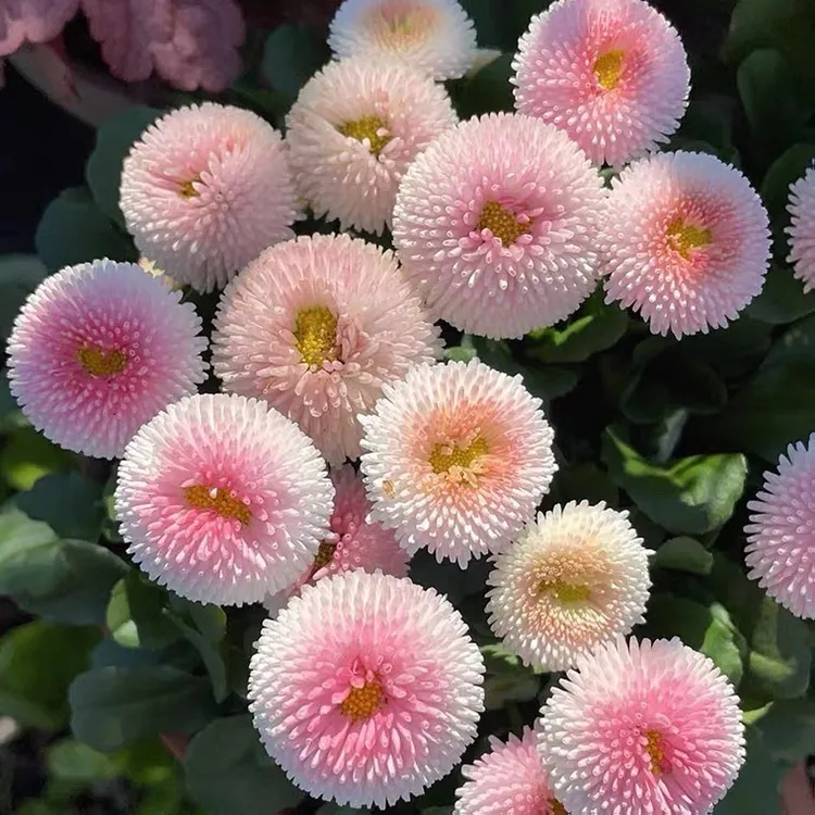 绒球小雏菊 盆栽阳台花园庭院开花室外盆栽花卉好养易活 一二年生