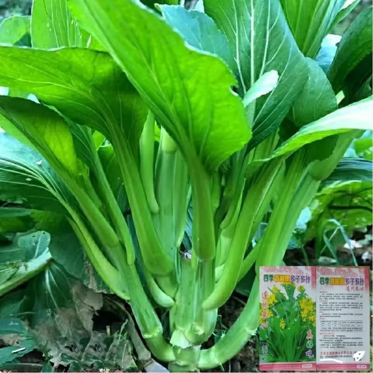多枝多芽菜心多子多福种子广东菜芯菜苔籽蔬菜种子春夏秋农家