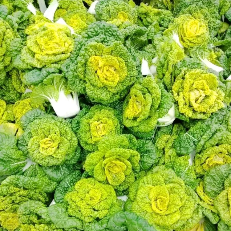 中秋好物黄心乌菜黄心菜新鲜乌塌菜四季白菜冬天青菜蔬菜子500粒
