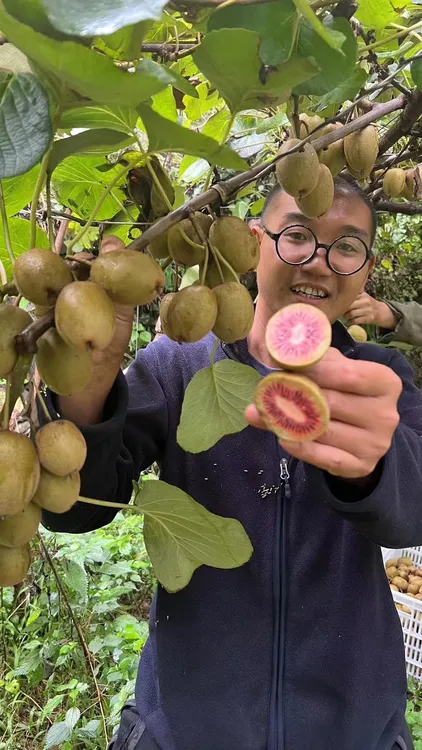 大山里的红心猕猴桃