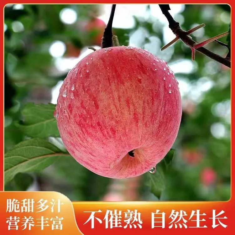 正宗山西红富士苹果当季整箱包邮【产地直销】