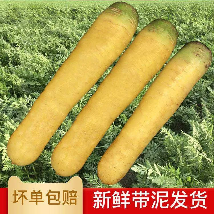 山西黄胡萝卜新鲜批发蔬菜新疆手抓饭现挖现发农家宝宝辅食清脆