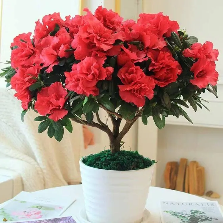 杜鹃花种籽子四季盆栽杜鹃花种子映山红种子盆栽四季易种阳台植物