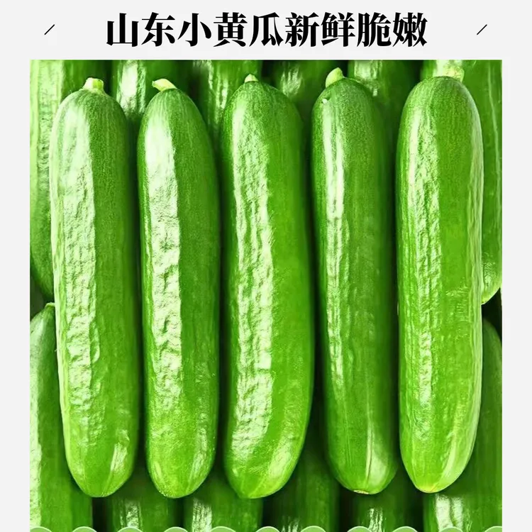 山东新鲜水果小黄瓜生吃即食脆嫩无刺3斤5斤小青瓜现摘应季小黄瓜