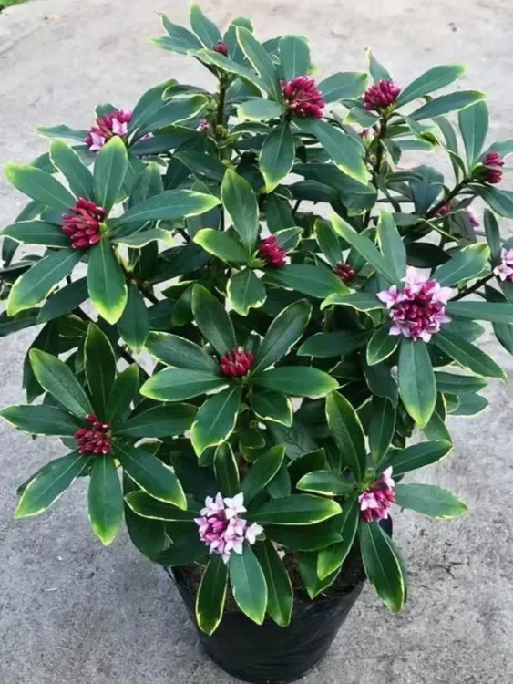 金边瑞香盆栽浓香型冬季开花