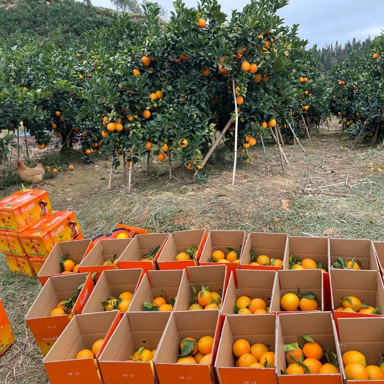 江西赣南现摘脐橙橙子新鲜水果当季整箱正宗精品大果赣州甜10礼盒
