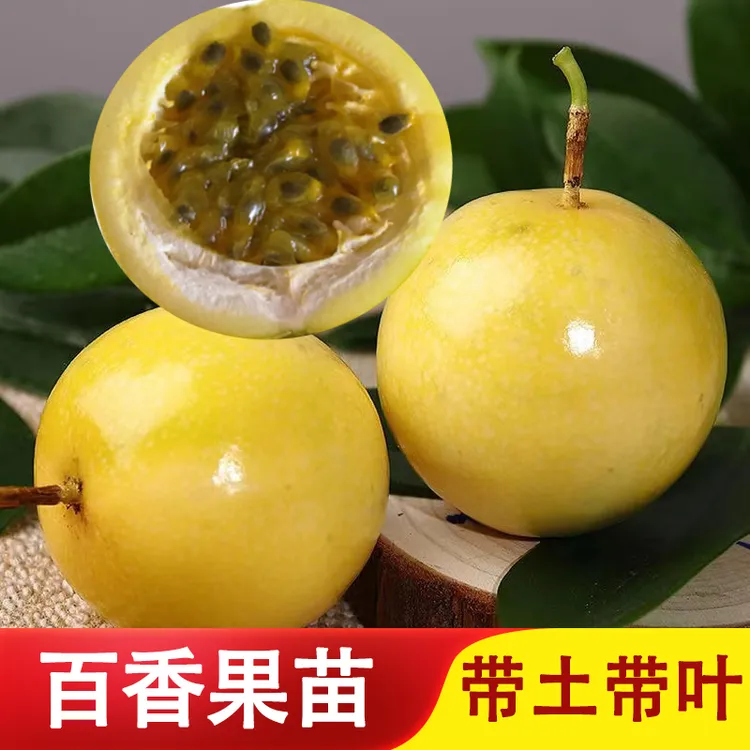 纯甜黄金9号百香果苗嫁接苗百香果苗黄金百香果盆栽庭院多次结果